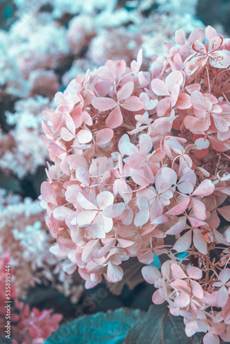 Delicate photo of hydrangea flowers. Romantic mood.