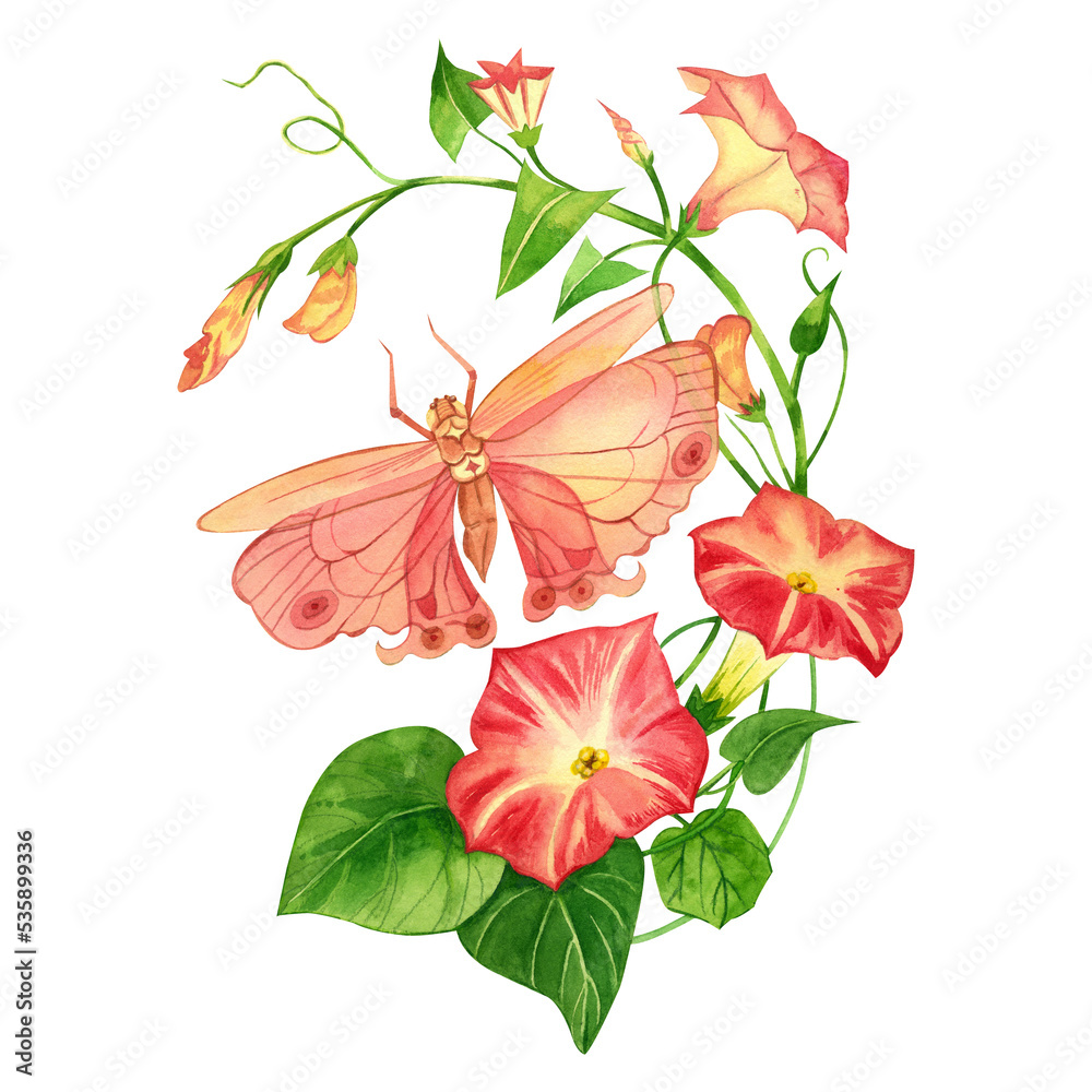 A watercolor composition of a pink butterfly and a pink bindweed painted by hand in watercolor on a white background is perfect for printing on fabric, invitations, scrapbooking