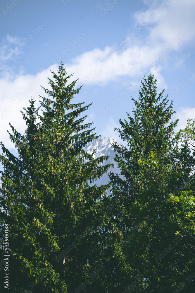 Amazing misty morning on the stunning Dolomite mountains in Italy. Pine forest with clouds and mist Amazing misty morning on the stunning Dolomite mountains in Italy. Pine forest with clouds and mist