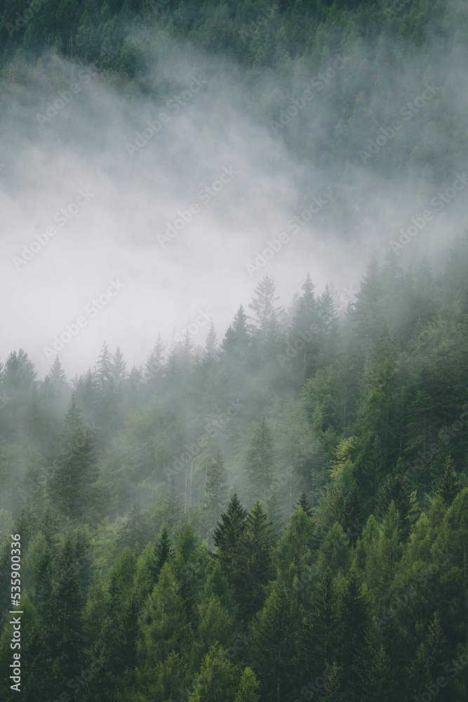 Amazing misty morning on the stunning Dolomite mountains in Italy. Pine forest with clouds and mist