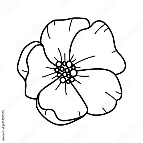 Hand drawing line art poppy flower for greeting card  invitation. Botanical floral sketch. Gorgeous floral element.