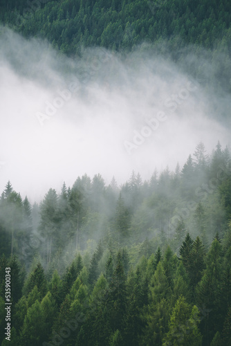 Amazing misty morning on the stunning Dolomite mountains in Italy. Pine forest with clouds and mist © Adi Seres