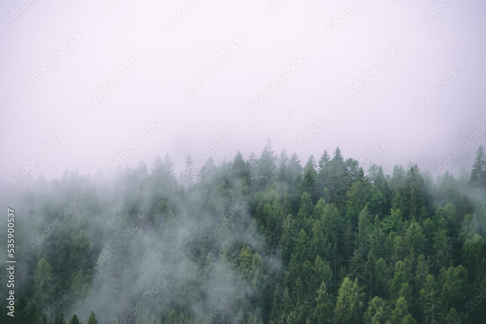Amazing misty morning on the stunning Dolomite mountains in Italy. Pine forest with clouds and mist