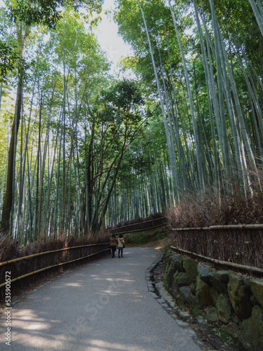 bamboo forest in Japan
