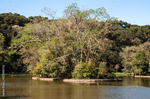 Trees inside a lake with a forest in the background photo