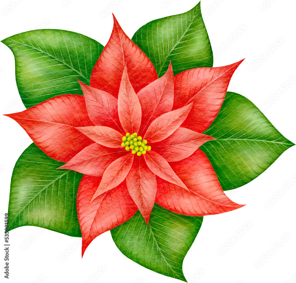 Christmas poinsettia flower watercolor illustration