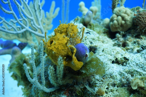 Fototapeta Naklejka Na Ścianę i Meble -  Corals in Exuma