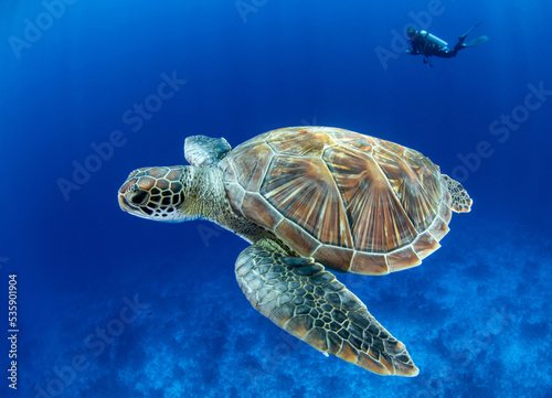 Green sea turtle in blue © Tropicalens