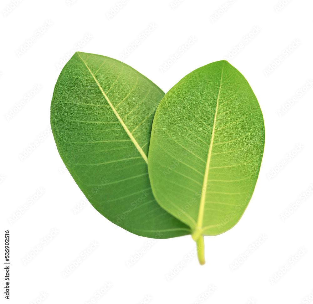 Isolation of two green tropical leaves on a white background Isolation of two green tropical leaves on a white background
