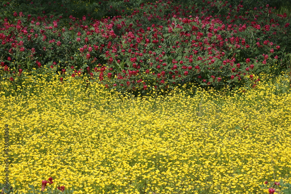 Φωτογραφία Hedysarum coronarium and buttercups meadow in spring, Italy