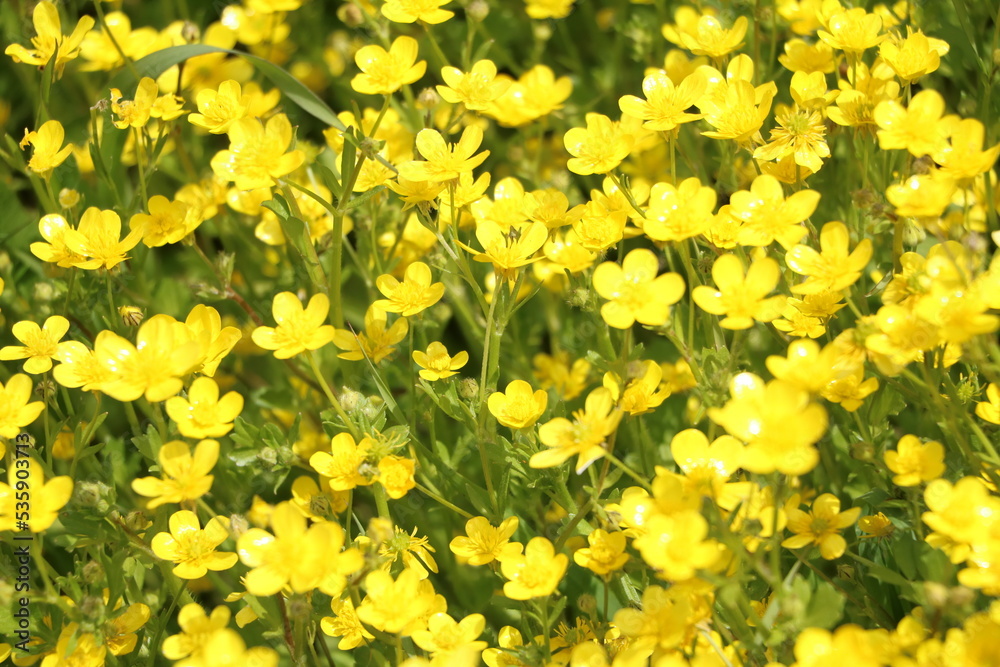 Yellow buttercups in spring, Italy Yellow buttercups in spring, Italy