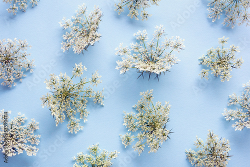 White flowers of hemlock ( Conium maculatum ) on blue background photo