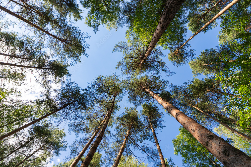 Fototapeta premium Tall pine tress from the ground up perspective on a blue sky background