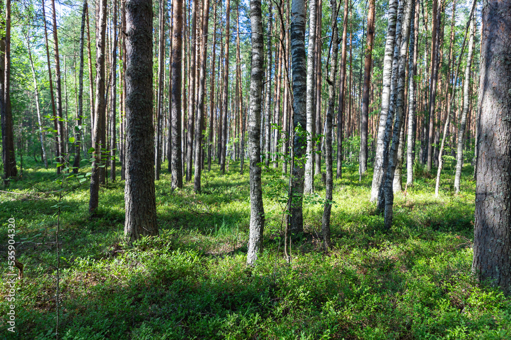 Green pine forest with a swamp. Berry and mushroom places. Lots of trees. Green pine forest with a swamp. Berry and mushroom places. Lots of trees.
