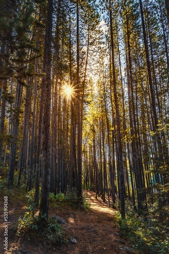 Sunshine Glow Through Trees