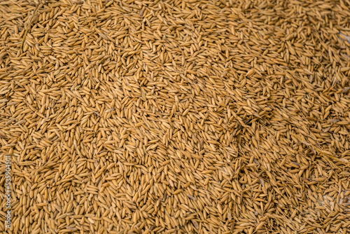 Advanced texture design of paddy. Rice is the seed of the grass species Oryza sativa or less commonly Oryza glaberrima. photo
