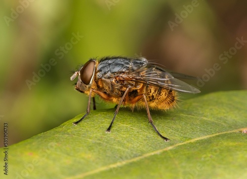 Photos Closeup shot of blowfly (Calliphora stygia) on green leaf