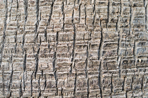 Tree bark texture, close-up of tree bark, nature
