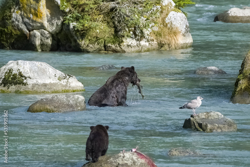 A grizzly eating salmon in the river in Alaska before winter