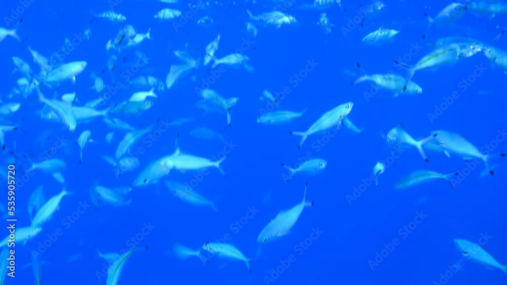 School of blue fishes in Red Sea Egypt