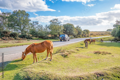 Hampshire, England; October 4, 2022 - New Forest Ponies roam freely in the National Park in Hampshire, England