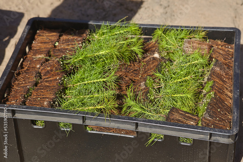 very small coniferous seedlings lie in a box before mass planting