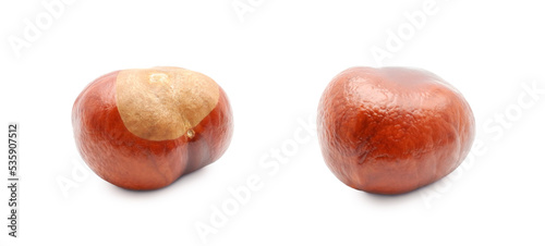 Horse chestnut or buckeye nut isolated on white background photo