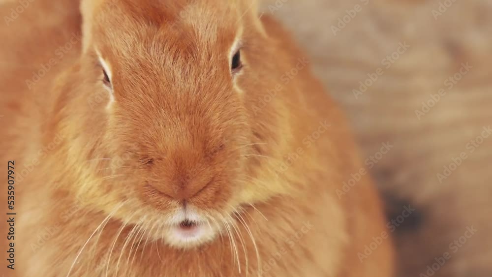 Male rabbit. The golden rabbit looks into the camera and chews. Brown rabbit close-up portrait copy spase. Male rabbit. The golden rabbit looks into the camera and chews. Brown rabbit close-up portrait copy spase.