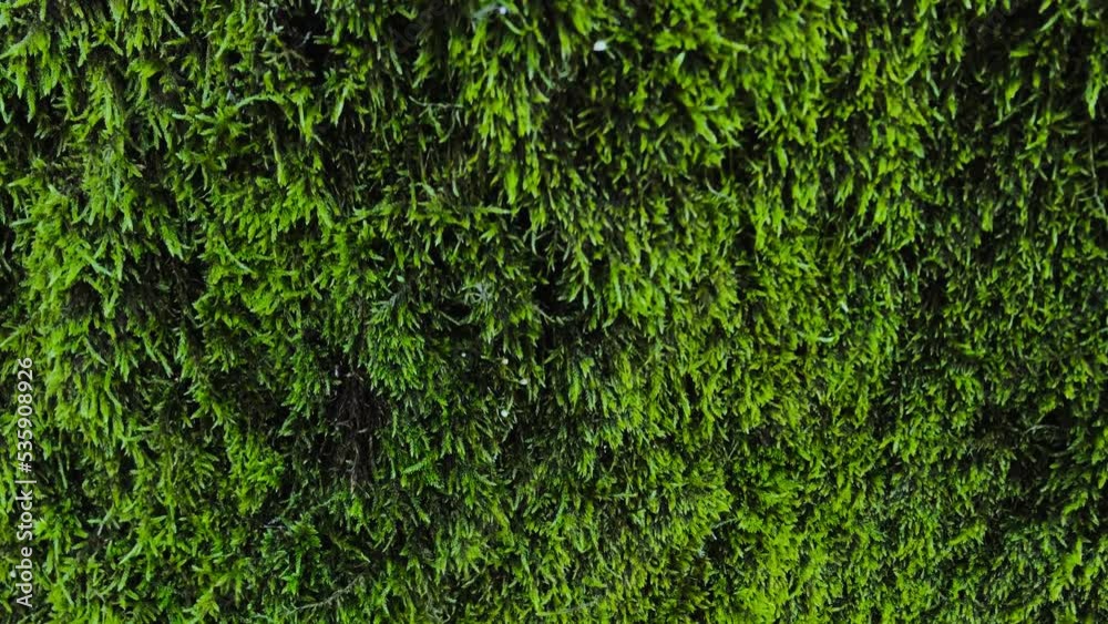 Texture picture of forest moss. The texture of moss. Green moss on a tree trunk. Texture picture of forest moss. The texture of moss. Green moss on a tree trunk.
