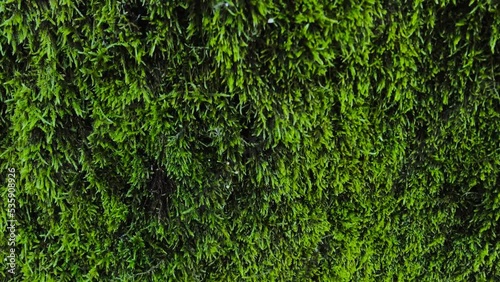Texture picture of forest moss. The texture of moss. Green moss on a tree trunk. photo