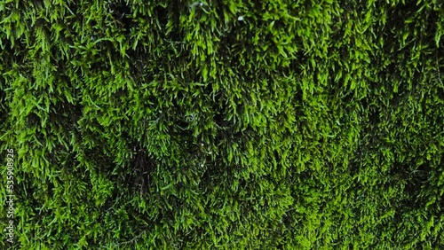 Texture picture of forest moss. The texture of moss. Green moss on a tree trunk.