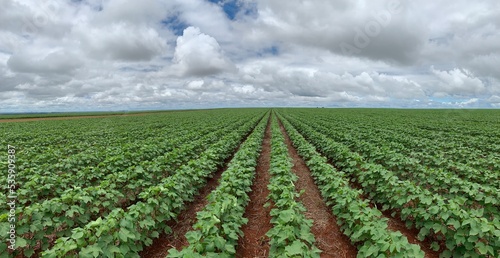 Agriculture scenarios in Brazil.