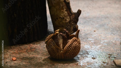 Brazilian three-banded armadillo (Tolypeutes tricinctus) rolling on his back on the floor trying to stand up on paws. Selective focus. Real time video. Theme of the complexities of life.