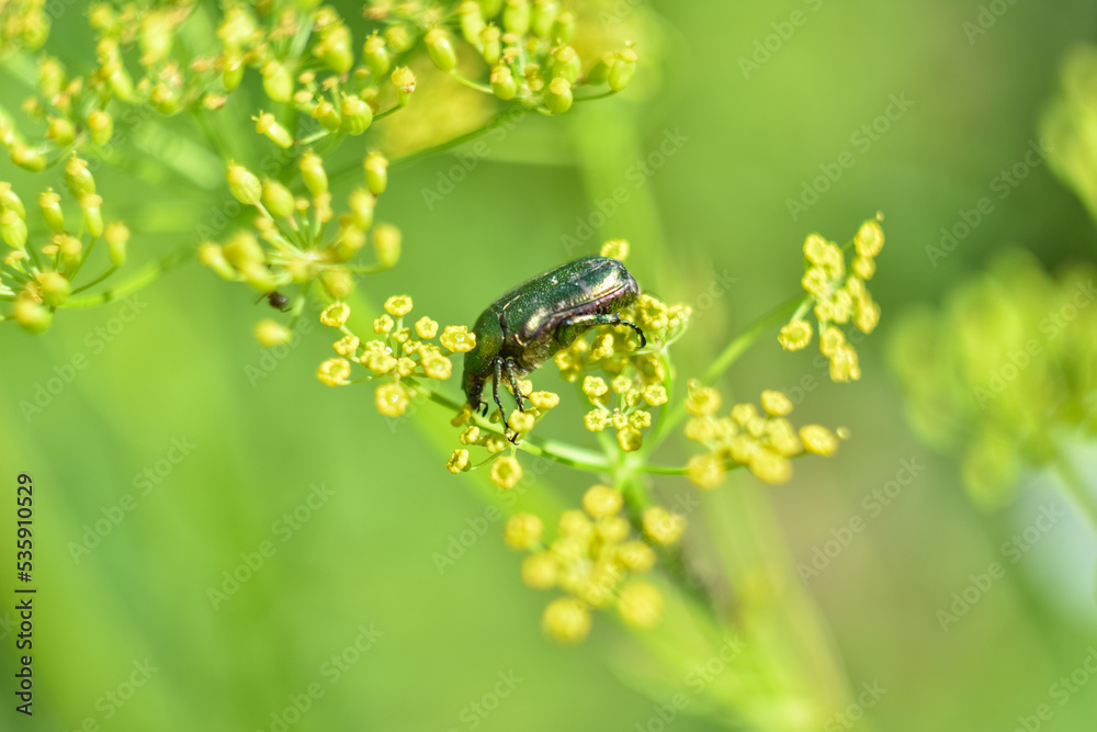 Green beetle closeups, the beetle sits on a flower Green beetle closeups, the beetle sits on a flower