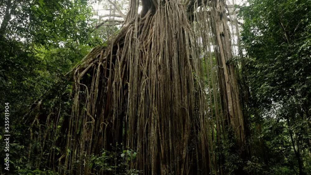 a tilt down shot of the aerial roots of a large curtain fig tree at curtain fig tree national park in tropical north queensland, australia a tilt down shot of the aerial roots of a large curtain fig tree at curtain fig tree national park in tropical north queensland, australia