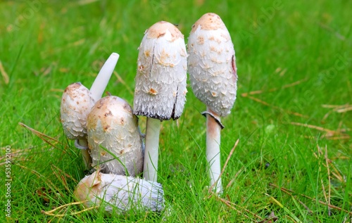 Canvas Print The parasol mushroom (Macrolepiota procera or Lepiota procera) is a basidiomycet
