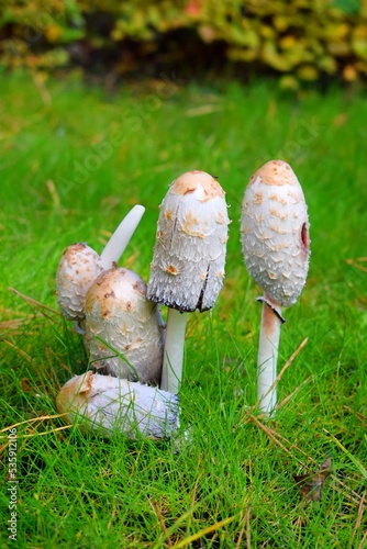 The parasol mushroom (Macrolepiota procera or Lepiota procera) is a basidiomycete fungus with a large, catty, prominent fruiting body resembling a parasol