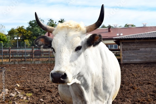 Cow of gray Ukrainian breed