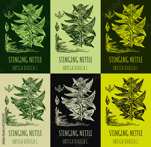 Set of drawings of STINGING NETTLE in different colors. Hand drawn illustration. Latin name URTICA DIOICA L.