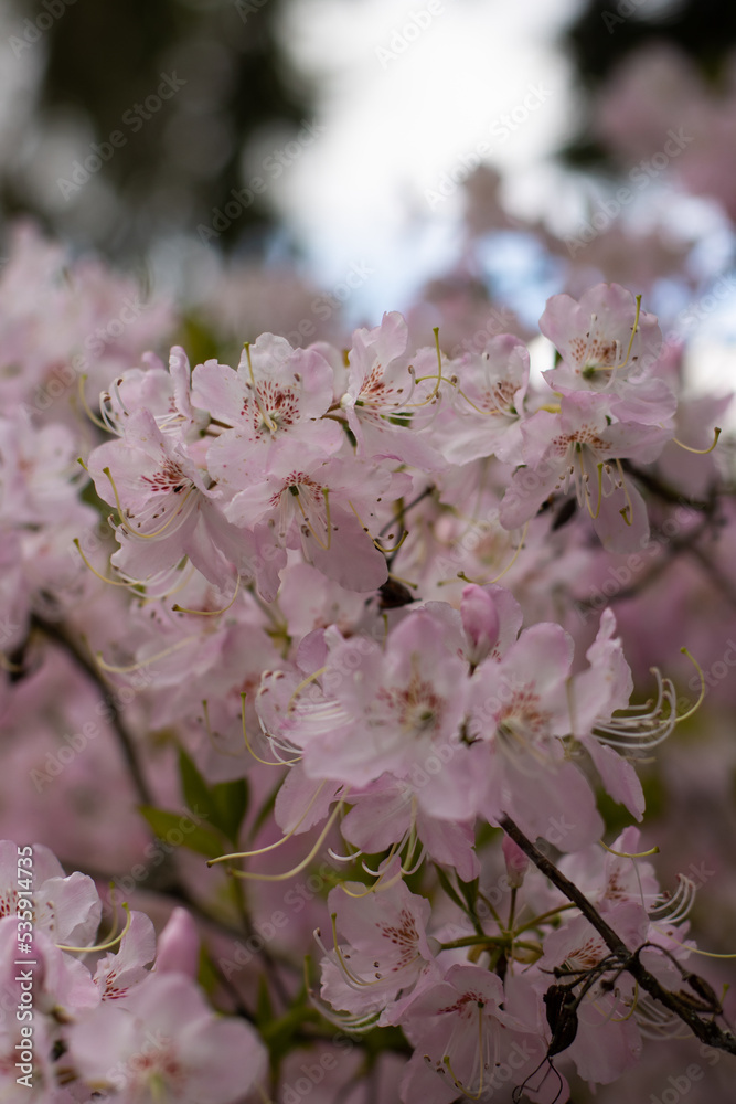 Fototapeta premium pink cherry blossom