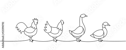 Set of farm birds one line continuous drawing. Chicken, Rooster, Duck, Goose silhouettes. Farm animals continuous one line illustration.