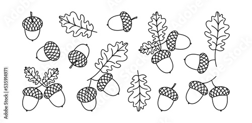 Acorn vector line icon, oak leaf, autumn nut and branch, black outline silhouette isolated on white background. Christmas simple illustration