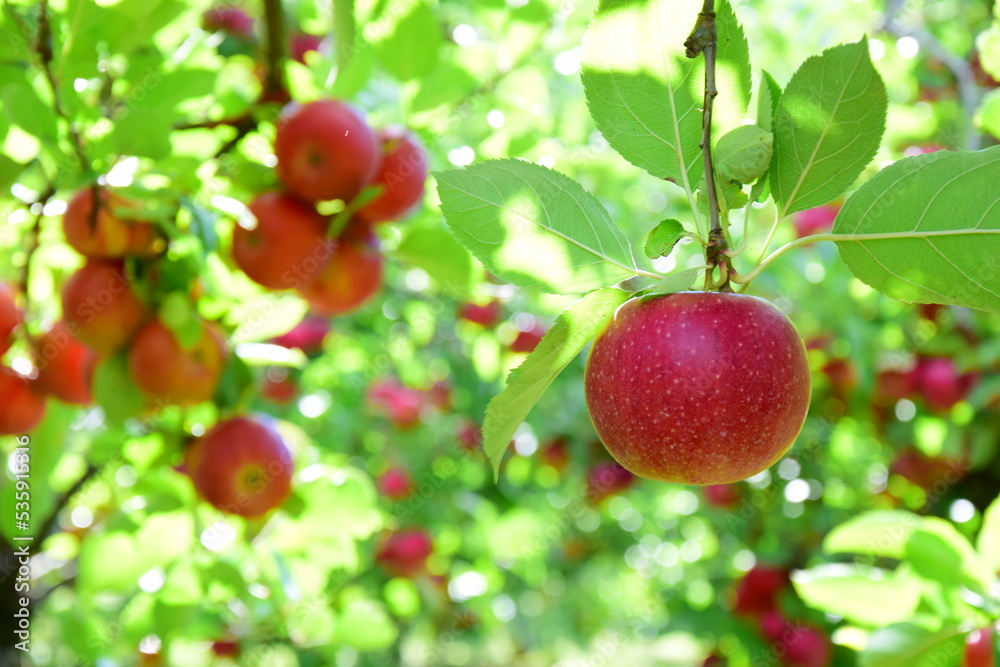 Reife rote Äpfel - Apfelwiesen in Südtirol kurz vor der Apfelernte	