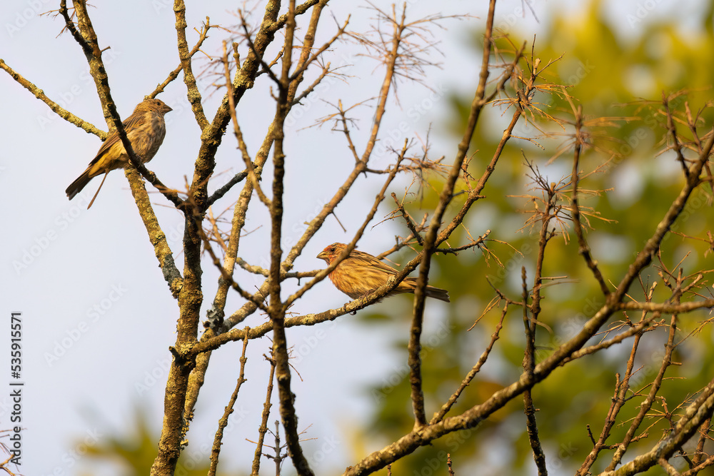 Birds on a Tree with No Leaves on a Sunny Day Birds on a Tree with No Leaves on a Sunny Day