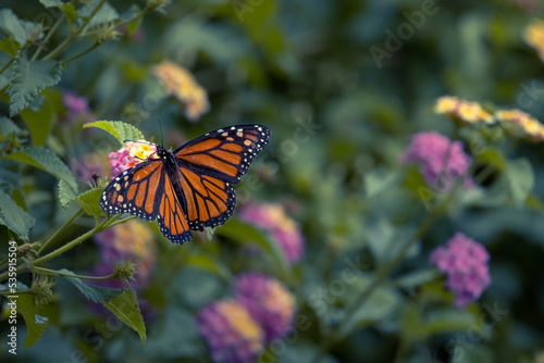 Butterfly on a Flower on a Sunny day © Charles