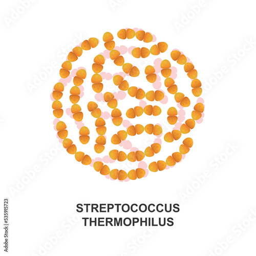 Streptococcus thermophilus. Probiotic bacteria. Good bacteria and microorganism for human health. Vector illustration