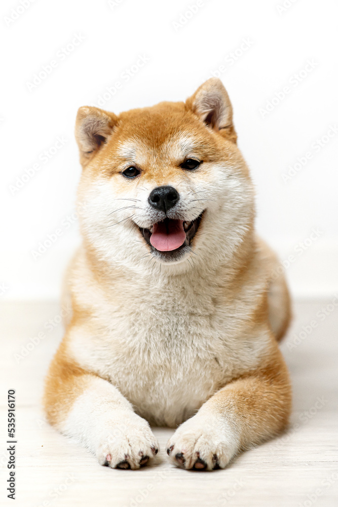 shiba inu puppy