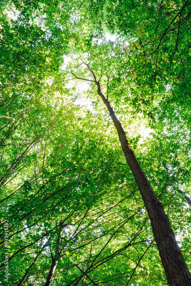 Fototapeta premium summer forest trees. nature green wood sunlight backgrounds
