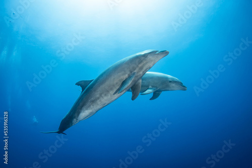 Bottlenose dolphins in blue