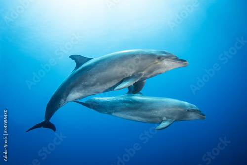Bottlenose dolphins in blue © Tropicalens